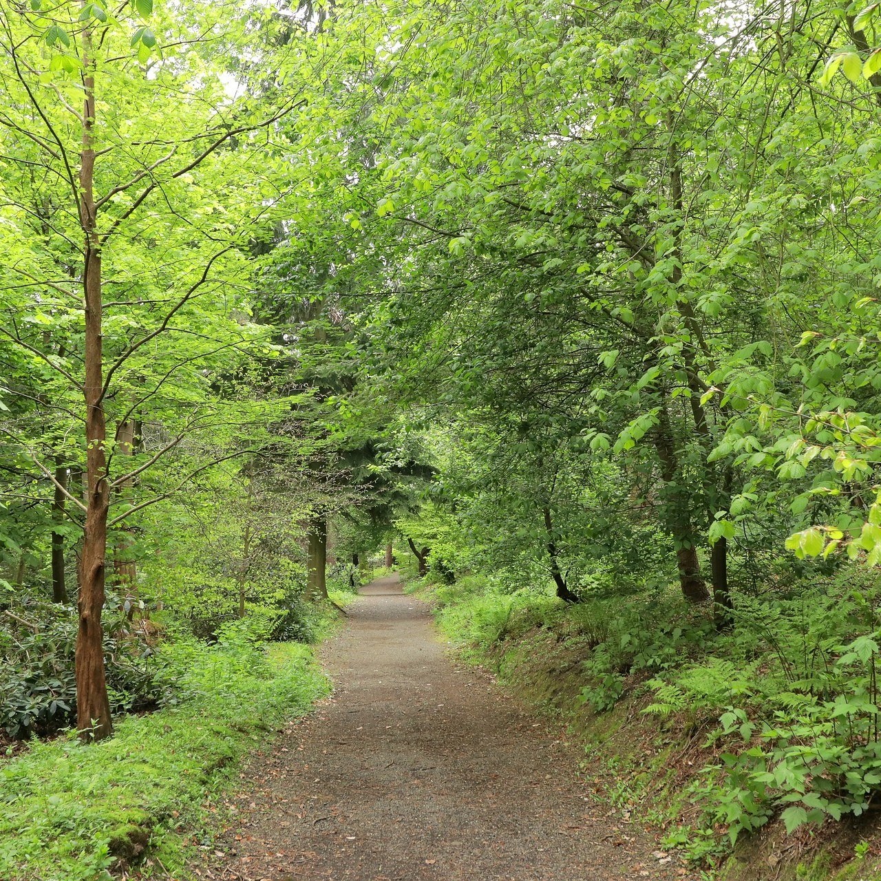 Forest Bathing